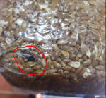 1591754450500.png 1591754450500.png