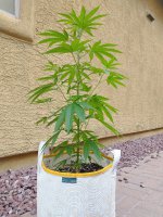 Pint Aug2022.jpg Pint Aug2022.jpg