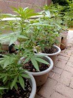 Jalal Aug2022.jpg Jalal Aug2022.jpg