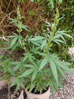 IMG_20220814_103956245_HDR.jpg IMG_20220814_103956245_HDR.jpg