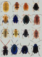 images (7).jpeg images (7).jpeg