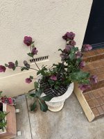 E114DE33-40A0-42AA-AD99-D3BF5FB58995.jpeg