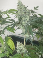 303E45DC-338E-43F2-950B-C53A45E0782D.jpeg 303E45DC-338E-43F2-950B-C53A45E0782D.jpeg