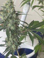 31C1D413-B624-4E36-80AD-599EB087842A.jpeg 31C1D413-B624-4E36-80AD-599EB087842A.jpeg