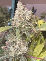 56A88F87-C08F-483A-83FC-B44671F57BBD.jpeg 56A88F87-C08F-483A-83FC-B44671F57BBD.jpeg