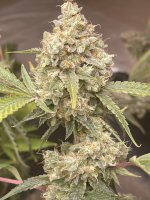 D16ADAE4-D10F-4F16-8751-4A30FDFD0184.jpeg D16ADAE4-D10F-4F16-8751-4A30FDFD0184.jpeg