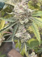 F8B991B7-C7E0-4024-8176-D3CE78749779.jpeg F8B991B7-C7E0-4024-8176-D3CE78749779.jpeg