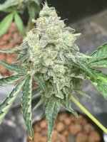 29AD9293-E27B-41C8-B3DA-18B2AB07575F.jpeg 29AD9293-E27B-41C8-B3DA-18B2AB07575F.jpeg