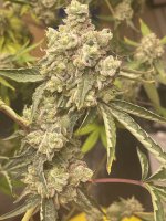 CC54CB45-BDD2-4E7D-BDF0-0D897A94B1FF.jpeg CC54CB45-BDD2-4E7D-BDF0-0D897A94B1FF.jpeg