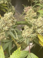 AA7F8DBB-822D-4FE1-9BB8-4AACC003ACEA.jpeg AA7F8DBB-822D-4FE1-9BB8-4AACC003ACEA.jpeg