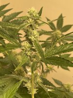 3F8BB5CC-D4E8-4DC5-9818-D9E947E55C64.jpeg 3F8BB5CC-D4E8-4DC5-9818-D9E947E55C64.jpeg