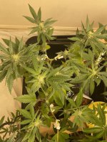 E5620D45-63DC-404E-AA3E-F05EF95E7148.jpeg E5620D45-63DC-404E-AA3E-F05EF95E7148.jpeg