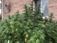 IMG_4885.JPG IMG_4885.JPG