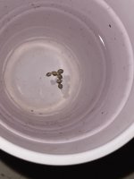 1483985B-3555-4A5A-98F0-A7CEF6339670.jpeg 1483985B-3555-4A5A-98F0-A7CEF6339670.jpeg