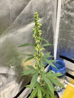 F24F62E1-73C6-4DB7-A49B-9103DABB2F81.jpg F24F62E1-73C6-4DB7-A49B-9103DABB2F81.jpg