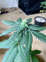 2E9B604C-6DCD-499B-96D4-35A7977C9658.jpg 2E9B604C-6DCD-499B-96D4-35A7977C9658.jpg