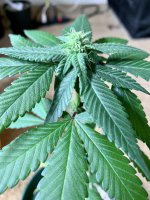 B6CBCF55-C728-444F-8C84-1DD6CB8F82D2.jpg B6CBCF55-C728-444F-8C84-1DD6CB8F82D2.jpg