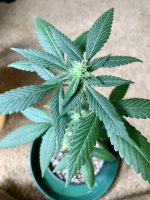 CF26929A-0BE1-43EA-B733-6E29223A3F44.jpg CF26929A-0BE1-43EA-B733-6E29223A3F44.jpg