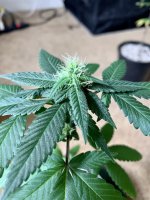 FFF839FF-DA45-406A-8CE8-22838EEF3E37.jpg FFF839FF-DA45-406A-8CE8-22838EEF3E37.jpg