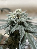 9642058D-CD89-45AE-844C-5C1AC489475A.jpeg 9642058D-CD89-45AE-844C-5C1AC489475A.jpeg