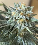 FC07150D-719F-48D2-9AE6-BE89D552E865.jpeg FC07150D-719F-48D2-9AE6-BE89D552E865.jpeg