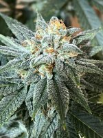 9B6B5D11-6BDB-4404-9351-3FCD488AFF83.jpeg 9B6B5D11-6BDB-4404-9351-3FCD488AFF83.jpeg