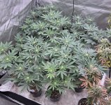 7B29B289-0F17-4568-9FB3-6FC2002BB396.jpeg 7B29B289-0F17-4568-9FB3-6FC2002BB396.jpeg