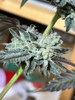 20789097-D9DD-4CDD-A899-7EEAA09F60D4.jpeg 20789097-D9DD-4CDD-A899-7EEAA09F60D4.jpeg