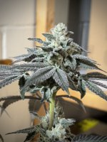 6EFFD1D0-B2BB-4444-BF9B-29B0FE41F6DC.jpeg 6EFFD1D0-B2BB-4444-BF9B-29B0FE41F6DC.jpeg