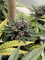 3999688F-7259-4A05-9429-68A6174BD2A2.jpeg 3999688F-7259-4A05-9429-68A6174BD2A2.jpeg