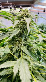 PurI03.jpg PurI03.jpg