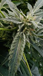 PurI02.jpg PurI02.jpg