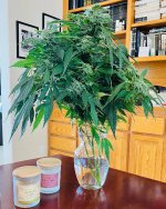 PurI01.jpg PurI01.jpg