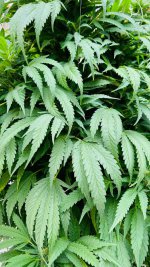 PurI04.jpg PurI04.jpg