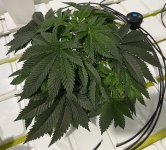 PurI05.jpg PurI05.jpg