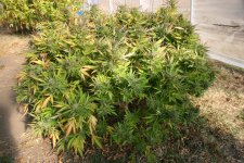 IMG_3499.JPG IMG_3499.JPG