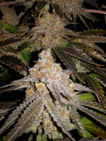 MAC_x_AAW_Rosinallday_2.PNG MAC_x_AAW_Rosinallday_2.PNG