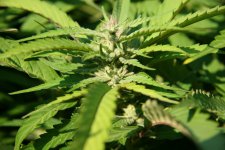 IMG_3444.JPG IMG_3444.JPG