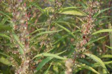 IMG_3461.JPG IMG_3461.JPG