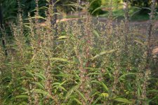 IMG_3462.JPG IMG_3462.JPG