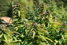 IMG_3507.JPG IMG_3507.JPG