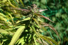 IMG_3509.JPG IMG_3509.JPG