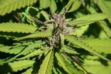 IMG_3513.JPG IMG_3513.JPG