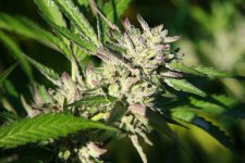 IMG_3519.JPG IMG_3519.JPG