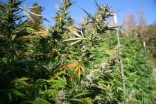 IMG_3518.JPG IMG_3518.JPG