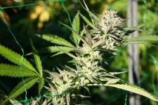 IMG_3517.JPG IMG_3517.JPG