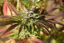 IMG_3516.JPG IMG_3516.JPG