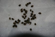 IMG_3520.JPG IMG_3520.JPG