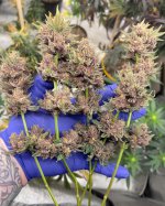 14D3D79C-DF82-405E-A937-334EA542FFE3.jpeg 14D3D79C-DF82-405E-A937-334EA542FFE3.jpeg