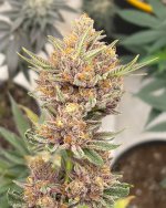 14C61275-493A-4ABE-954B-ECB2FF5484F1.jpeg 14C61275-493A-4ABE-954B-ECB2FF5484F1.jpeg